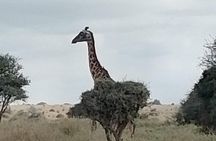 Afternoon Game Drive Nairobi National Park