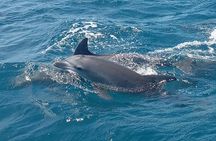 Wasini Dolphin and Snorkeling Excursion