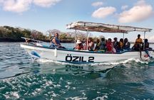 Wasini Dolphin and Snorkeling Excursion