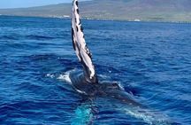 2 Hour Prime Time Maui Whale Watching 