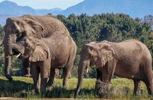 7-Day Garden Route Safari Adventure from Cape Town
