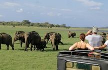 Luxury safari to minneriya national park 