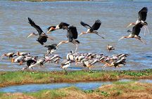 Luxury safari to minneriya national park 