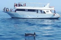 Dolphin House Snorkeling Sea Trip With Transfers – Marsa Alam