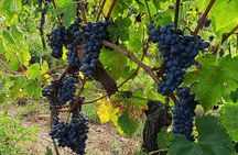 Chianti Classico Wine Tour and San Gimignano Visit Half Day