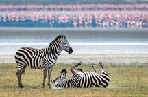 4 Days Private Mid - Range Safari and Balloon Safari