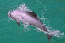Akaroa Harbour Nature Cruise