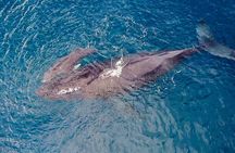 Whale Watching on "The World Famous North Shore of Oahu", Hawaii