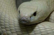  Le Mat Snake Village Tour with 10 Dishes in Hanoi