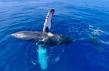 2 hour Lahaina Sunrise Whale Watch 