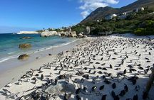 Private Full day Cape of Good Hope, Boulders Penguin, Cape Point 