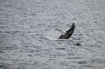 2 Hours Whale Watching Express Adventure
