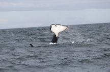 2 Hours Whale Watching Express Adventure