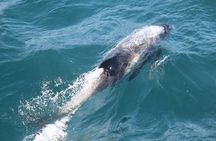 2 Hours Whale Watching Express Adventure