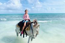 Shared Horseback Riding in Turks and Caicos