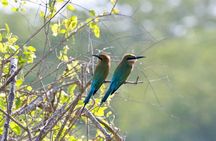 Minneriya half day tour 