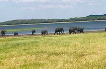 Minneriya half day tour 