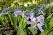 Stroll Back in Time Smokies History Streams and Forest Hike