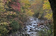 Stroll Back in Time Smokies History Streams and Forest Hike