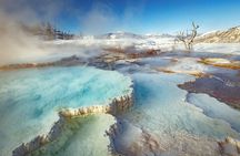 Winter Wildlife Safari in Yellowstone National Park