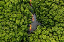 SoCoHo Eco Kayak and Snorkel Tour