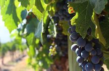 Discover the Santa Rita Wine and Garden Unforgettable
