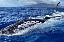 2 Hour Prime Time Maui Whale Watching 