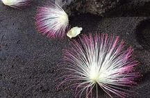 Private Tour of Tahiti's East Coast 3hours