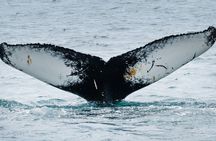Westfjords Whale Watching
