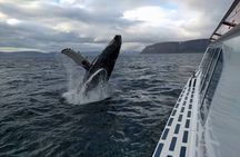 Westfjords Whale Watching