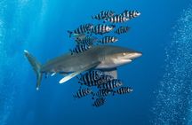 Dive Elphinstone Reef in Marsa Alam