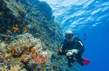 Dive Elphinstone Reef in Marsa Alam