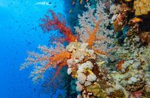 Dive Elphinstone Reef in Marsa Alam
