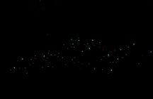 Auckland Glowworm Tours