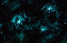 Auckland Glowworm Tours