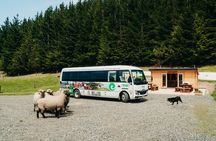 Sheep Farm Day Trip from Christchurch + Lunch and Winery visit.