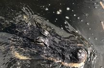 Everglades Alligator Airboat Adventure from Miami 