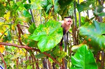 Beautiful Panama Canal Lake Nature Sightseeing