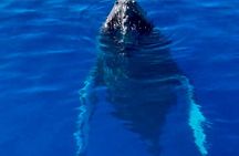 2 Hour Afternoon Lahaina Whale Watch 
