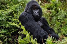 2 Days Gorilla & Golden Monkey Trekking Safaris