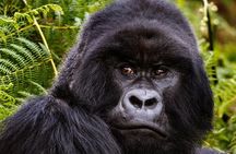 2 Days Gorilla & Golden Monkey Trekking Safaris