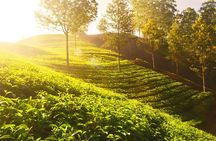 Mesmerizing Munnar: A Journey Through Paradise