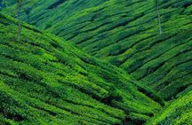Mesmerizing Munnar: A Journey Through Paradise