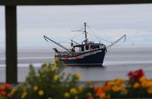 Conception Bay Tour Experience