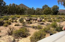 Aquila Game Reserve Sunset Safari Experience with Snacks