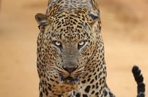 Yala National Park Morning or Afternoon Leopard Safari