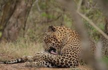 Yala National Park Morning or Afternoon Leopard Safari