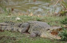 Yala National Park Morning or Afternoon Leopard Safari