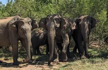 Yala National Park Morning or Afternoon Leopard Safari