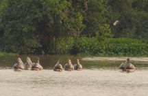 Bird Watching at Tonle Sap Forest and Lotus Farm Siem Reap